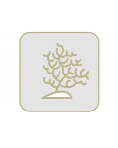 Black Sea Rod Oil
